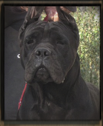 cane corso old world